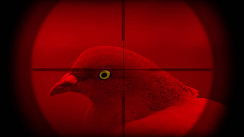 Pigeon In Rifle Sight, Pandemic, Disease Vector Concept