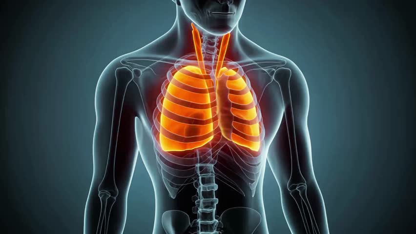 A detailed 3D medical animation illustrating the human respiratory system with a clear focus on the lungs. This visual highlights the structure of the airways, lung anatomy, oxygen exchange process - Powered by Shutterstock - Get 15% off with code: PIKWIZARD15