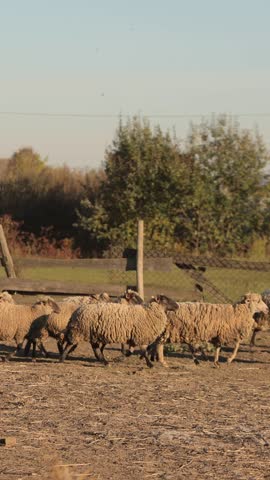 Vertical video. Cute fluffy sheep herd runs into barn after daily grazing at farmland in autumn