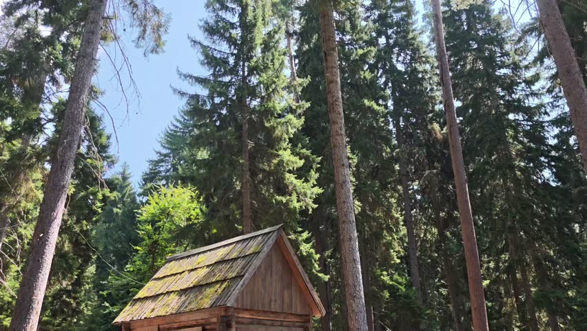Quaint wooden cabin made from logs, topped with lush moss, nestled within a dense pine forest on a sunny day in the mountains