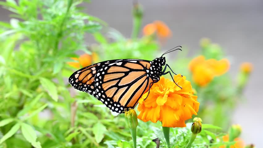 4K HD Video zooming in on a Monarch Butterfly perched on a marigold flower, turns head to look around.