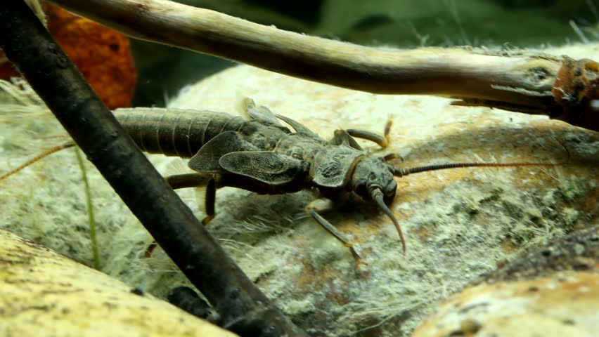 Giant Stonefly nymph (Pteronarcys dorsata) underwater, crawling among the rocks in fast flowing water, macro close-up. 