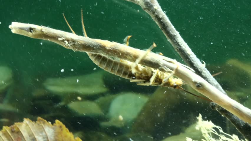 Giant Stonefly nymph (Pteronarcys dorsata) underwater, crawling along a stick in fast flowing water, macro close-up. 