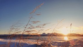 Snow-covered coastal grass sways in icy wind during a pastel winter sunset in Northern Norway. Warm sun flares illuminate the frozen shoreline and distant mountain peaks. - Powered by Shutterstock - Get 15% off with code: PIKWIZARD15