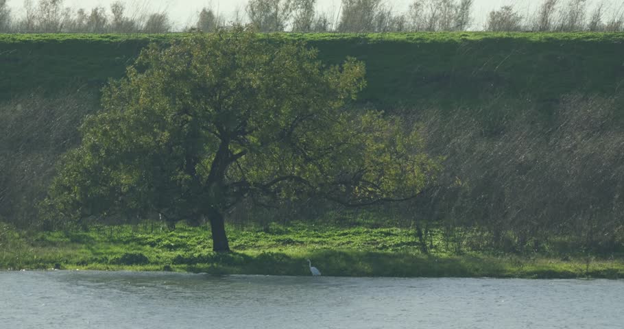 Egret Hunting in the Shadow of an Old Levee Tree