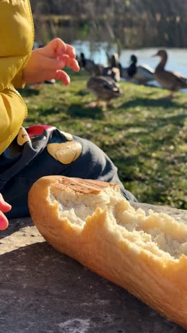 Feeding ducks. Hand of a child in yellow coat pick off piece of bread and throw it to feed ducks walking on grass near lake.