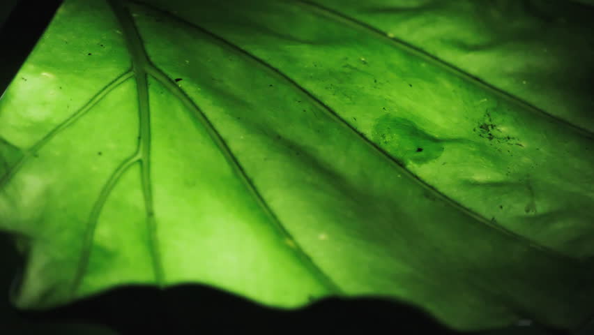 A Cinematic Backlit Close-Up of a Vibrant Green Alocasia Leaf, Highlighting Clear Veins, Symbolizing Health and Vitality (ProRes 422)