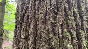 A close-up view of a smooth gray beech tree trunk standing tall in a wild forest. The bark shows subtle texture and is partially covered in light green moss or lichen. - Powered by Shutterstock - Get 15% off with code: PIKWIZARD15