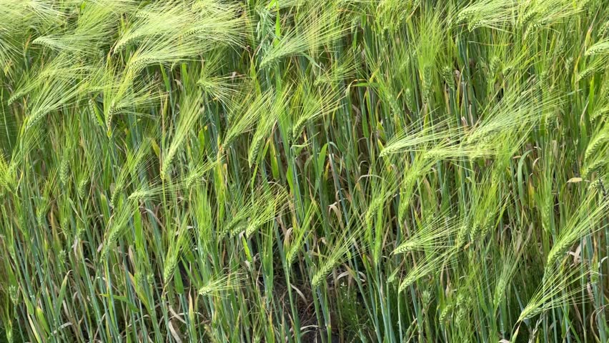 A wide-angle landscape of a bright green field of young wheat stretching to the horizon, bordered by dark green trees and a shadowy dirt track under a clear blue sky
