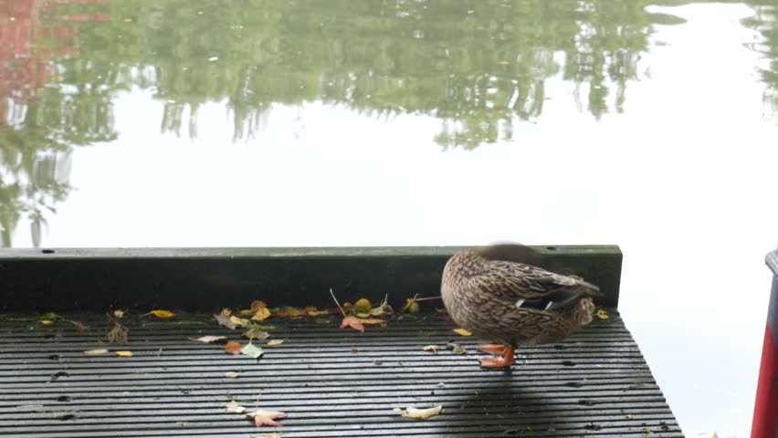 A female mallard duck stands on a dark wooden dock covered in autumn leaves by a pond in a city park. Water reflections are blurred in the background on an overcast day.