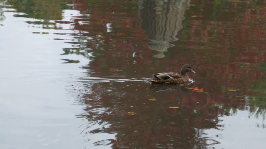 A female mallard duck stands on a dark wooden dock covered in autumn leaves by a pond in a city park. Water reflections are blurred in the background on an overcast day.