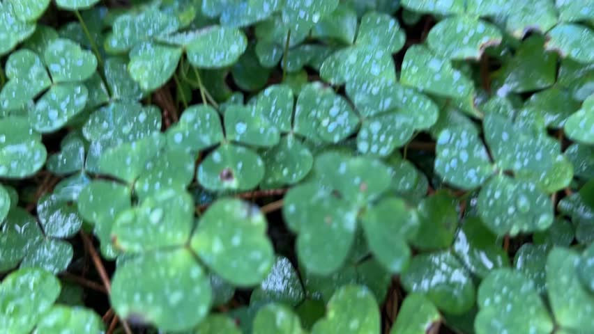 A lush carpet of vibrant green clover and wood sorrel leaves completely covered in thousands of tiny water droplets or morning dew. A small fern leaf is visible in the center.