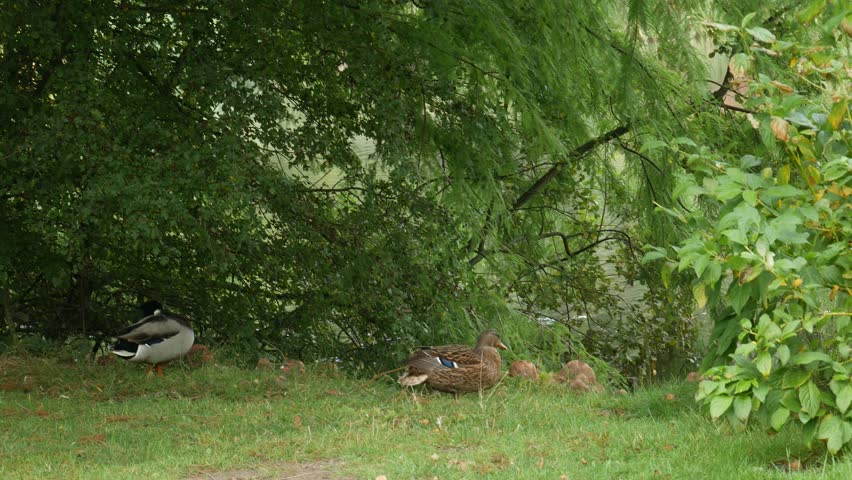 A female mallard duck stands on a dark wooden dock covered in autumn leaves by a pond in a city park. Water reflections are blurred in the background on an overcast day.