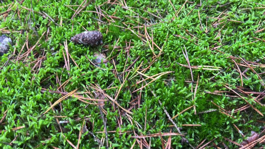 A close-up macro view of a thick vibrant carpet of bright green moss on the forest floor interwoven with scattered brown pine needles and small pieces of wood.