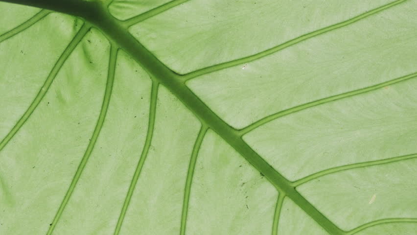 A Cinematic Backlit Close-Up of a Vibrant Green Alocasia Leaf, Highlighting Clear Veins, Symbolizing Health and Vitality (ProRes 422)