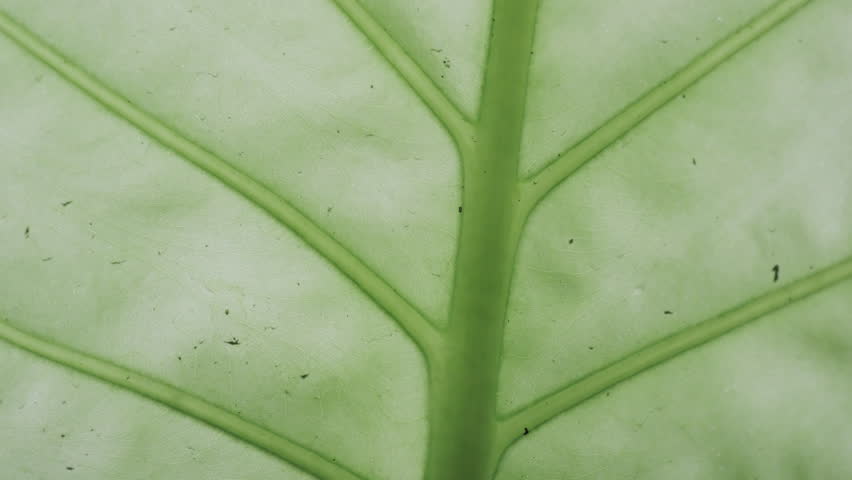 A Cinematic Backlit Close-Up of a Vibrant Green Alocasia Leaf, Highlighting Clear Veins, Symbolizing Health and Vitality (ProRes 422)