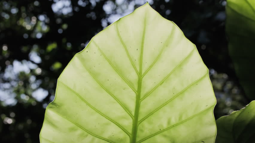 A Cinematic Backlit Close-Up of a Vibrant Green Alocasia Leaf, Highlighting Clear Veins, Symbolizing Health and Vitality (ProRes 422)