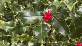 A close-up shot of the vibrant glossy dark green leaves and a small cluster of bright red berries on a common holly bush. The leaves have sharp spiked edges. - Powered by Shutterstock - Get 15% off with code: PIKWIZARD15