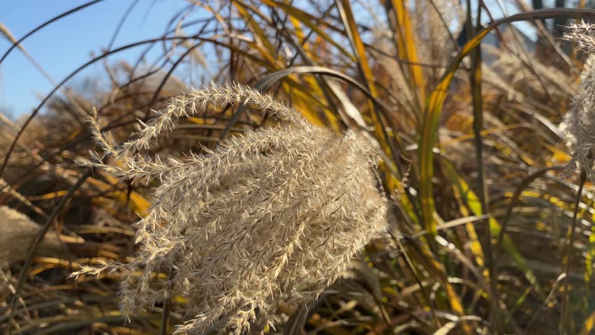 Warm, Golden Close-up of Dried Grass Plume in Autumn Sunlight