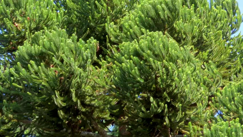 Candelabra pine, also known as a Brazilian pine, in the wind. Critically endangered species.