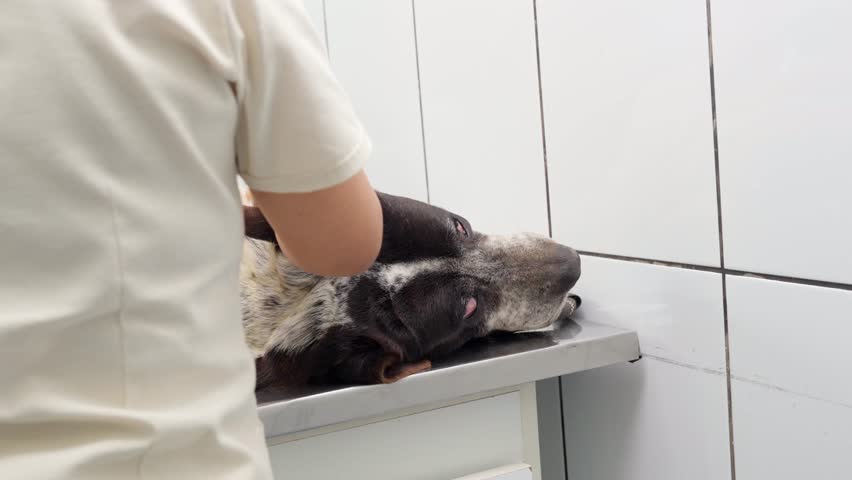 Professional veterinarian carefully examining and massaging an old german shorthaired pointer lying on a stainless steel table in a clinic
