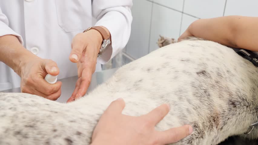 Close up of a veterinarian's hands applying a medicinal spray to a dog's fur during a check up, assisted by another person
