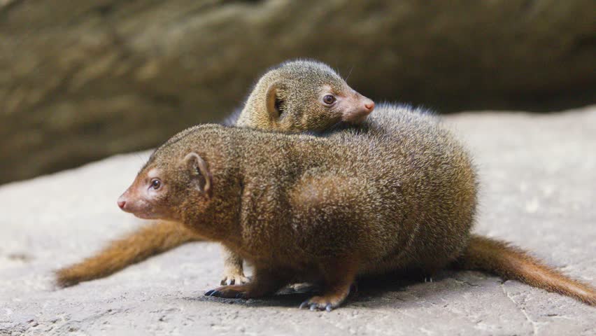 Two dwarf mongooses cuddle and groom each other on rocks under soft natural light.