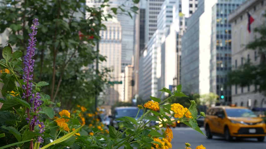 Manhattan Midtown East straight street, Park avenue New York City Turtle bay, United States. Yellow taxi car, urban road traffic. Summer flowers on boulevard. Transport and greenery in East Side.