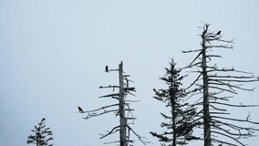 Group of black birds crows perches on tall, bare, weathered tree trunks against a pale overcast sky in a quiet forest. The scene feels calm, slightly eerie, and atmospheric - Powered by Shutterstock - Get 15% off with code: PIKWIZARD15