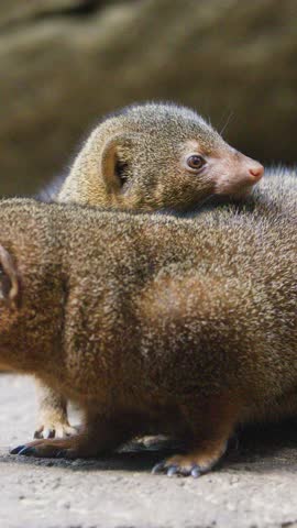 Two dwarf mongooses cuddle and rest together on rocky ground in soft, natural lighting