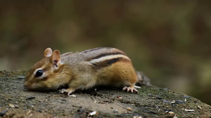 Cute Eastern Chipmunk Foraging for Nuts on Forest Floor