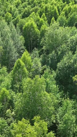 View from above of a wooded area in summer. 