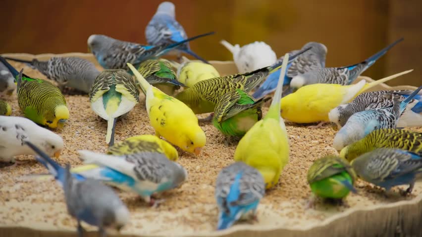 Close-up of a colorful flock of parrots eating, showcasing vibrant feathers, exotic birds, and lively tropical wildlife.