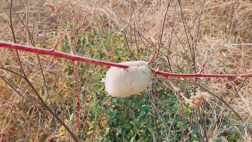 Close view showing cuckoo spit foam removed from thorny plant stem