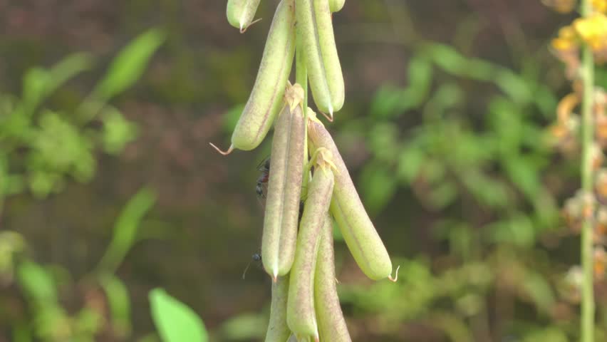 Green seed pods clustered on a stem with tiny ants exploring their textured surfaces, a close up study of growth, ecology and the delicate interplay of flora and insects