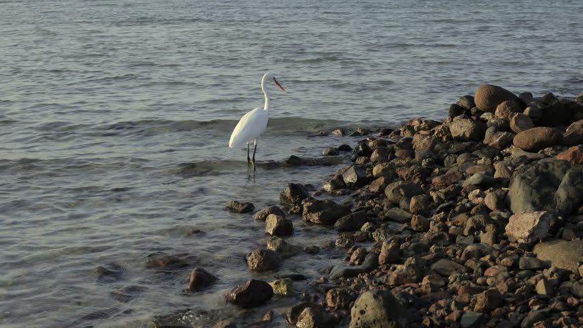 A white egret stands gracefully at the water