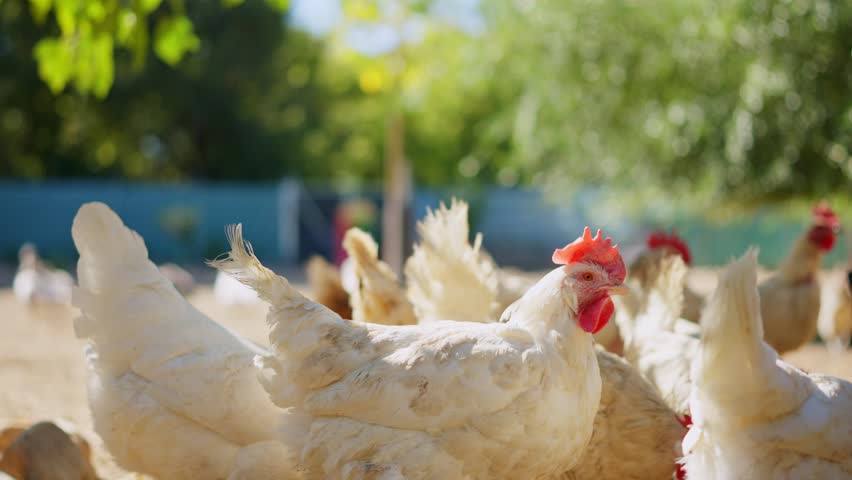 White broiler chicken foraging on a farm in a sunny day
