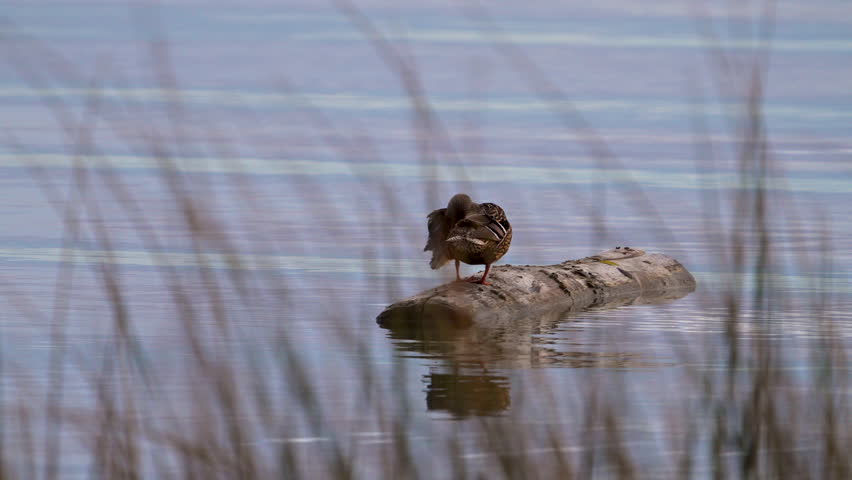 Mallard duck floating on a log in Utah Lake while preening its feathers.