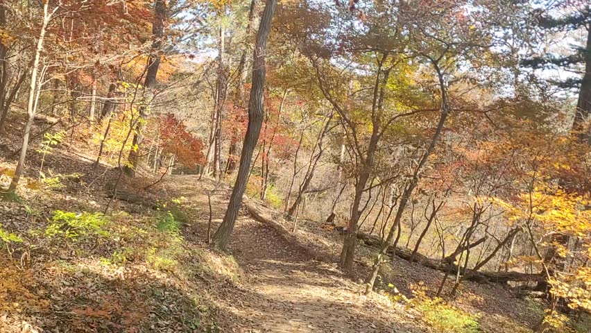 Hiking Trail Through a Quiet Forest with Red and Orange Autumn Foliage and Sunlight