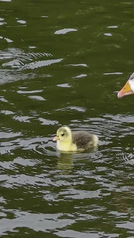 Vertical video of geese and goslings