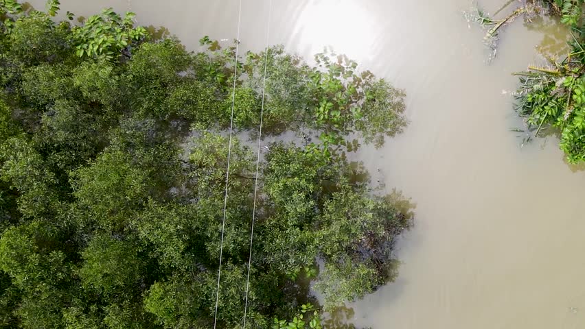 Electricity Line And Trees Surrounded With Flood Water - Drone Top Down
