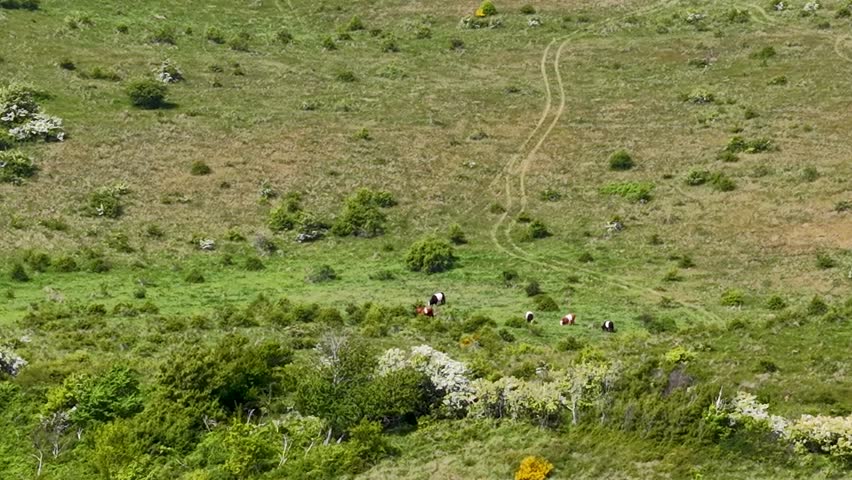 Aerial footage over a gently sloping grassy hillside in Mols Bjerge National Park with dirt paths, shrubs and patches of mustard field. The drone reveals the rural landscape and open sky in Denmark.