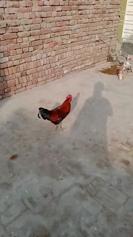 
Single brown chicken running across a dry, sunlit ground towards a shaded area