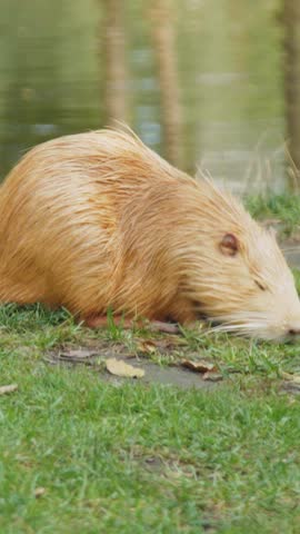 Rodent red nutria or muskrat foraging along the waters edge, transitioning through lush green grass, showcasing its natural behavior and interaction with the environment in a serene outdoor setting