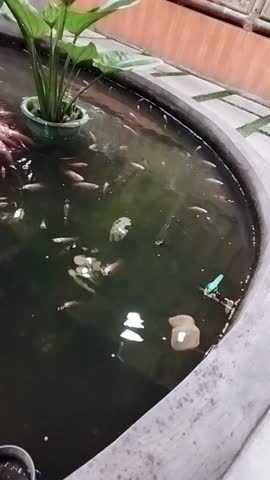 Shoal of Colorful Ornamental Fish Swimming Densely in Garden Pond, Concept of Aquatic Life, Fish Keeping Hobby, and Natural Serenity