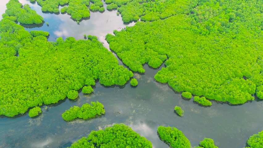 Aerial view of dense green mangrove forests thriving along a winding river, reflecting the sky. Daintree River, Australia.