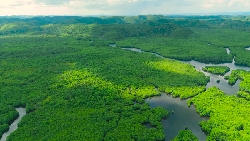 Aerial drone view of the vibrant green flooded Amazonia forest islands forming the Anavilhanas archipelago in the Negro River, Amazonas, Brazil.