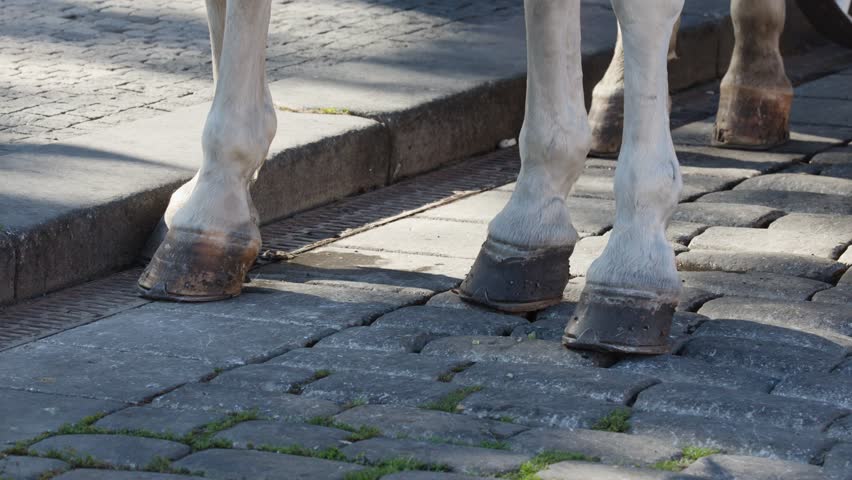 White horses step onto cobblestone pavement, pulling a carriage through Pragueâs historic old town