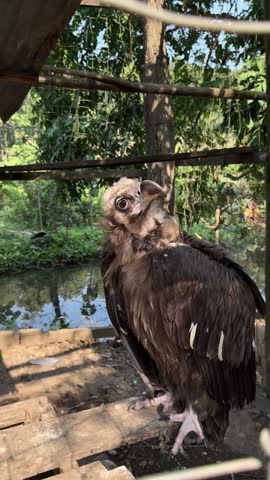 eagle in a cage full high definition 1080p  60 fps video clean unique and latest
