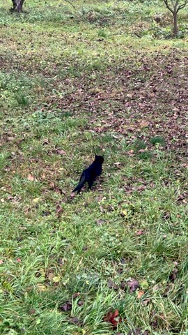 Black cat goes hunting in the park